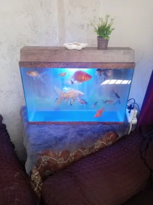 حوض سمك  للبيع لغرض السفر