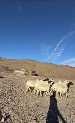 غنم ضان ب المدينه