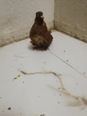 حمام للبيع انواع مختلفه في عجمان