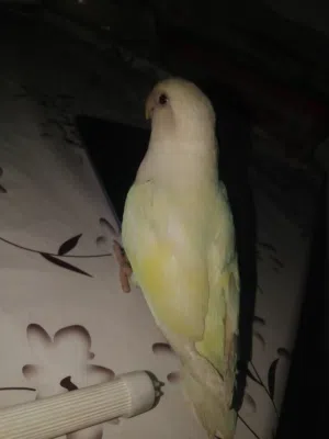 love bird lutino red eye