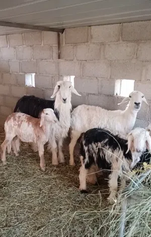 ماشاءالله جعد نجديات (أقرا التفاصيل في الوصف)