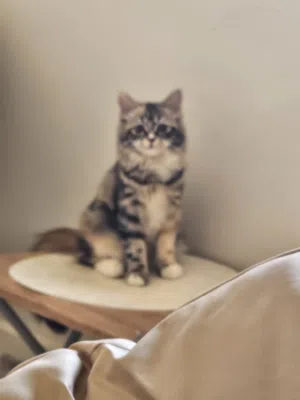 قطتين شيرازيات جميلات واليفات