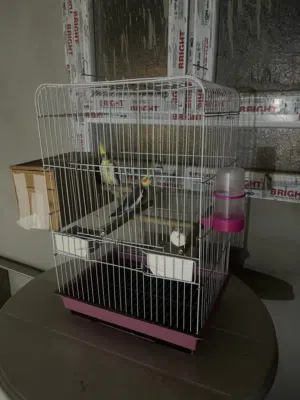 السلام عليكم جوز كوكتيل للبيع الزوج تحته دحتين