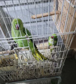 indian neck parrot