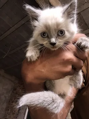 Siamese1