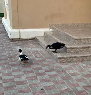 للبيع بط مسكوفي