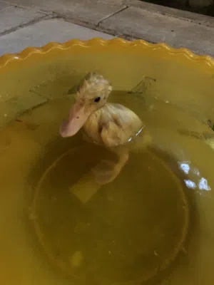 بطة عمرها سنتين مدري سنة بالإمارات