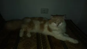 قطة ذكر شيرازي للبيع