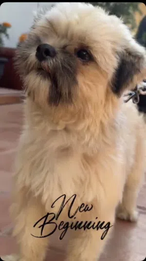 شيتزو للبيع