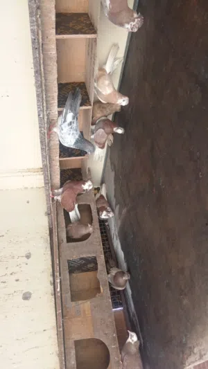 حمام زينه الحبه بريالين 2