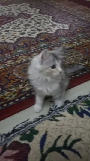مطلوب قط صغير للتبني