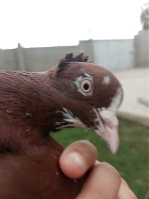 محميه بطاح 