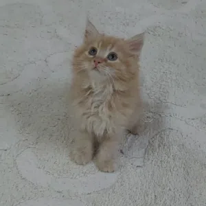 ابونايف 