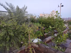 استراحة الإيجار  موقع ممتاز قريب من مركز الولاية والخدمات.