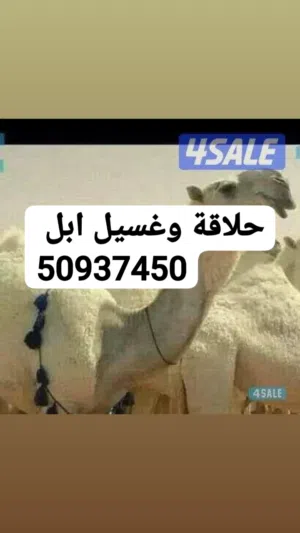 حلاقة وغسيل ابل كل مناطق