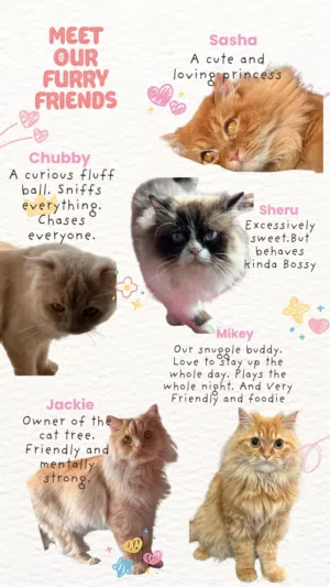 CATS FOR ADOPTION