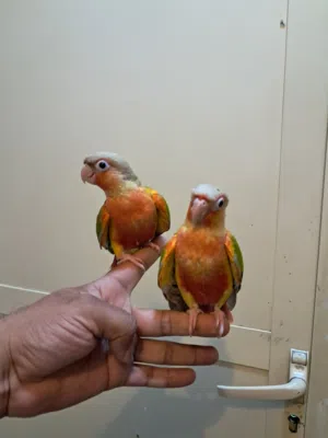 2 pineapple conure dubble red factor