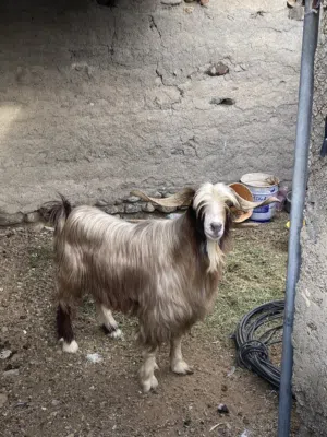 للبيع تيس فحل من حلال بني سعيد