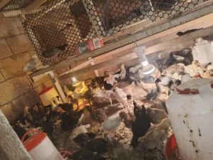 صيصان للبيع بسعر مناسب 230صوص بسم الله ما شاء الله الموقع عين الباشا السعر عالخاص