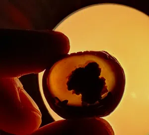 خاتم اللوحة الربانية العقيق المصور