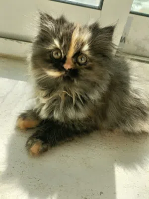 Cat  for sall