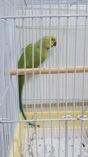 بيبي متوه دره هنديه ذكر جاهز للتزاوج صحه ونظافه اللي له خاطر يتواصل هنا او وتساب للجادين فقط