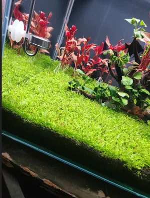 Fish4