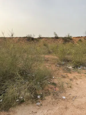 500 متر وادي الربيع البازيد