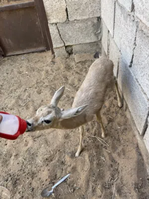 جدي مرضعة ترويض
