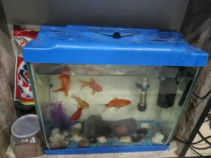 حوض سمك بما فيه كاملا