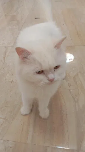 سنوره شيرازيه مع ثلاثه بناتها