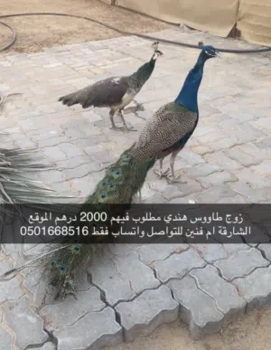 طاووس بايد ريش كامل ذكر منتج