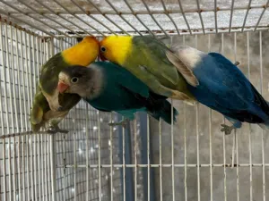 فيشر العمر فوق السته شهر غير محددات الجنس