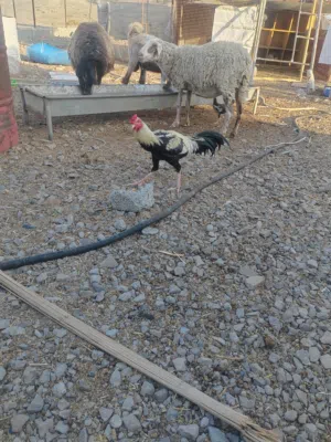ديك للبيع بصحه جيده