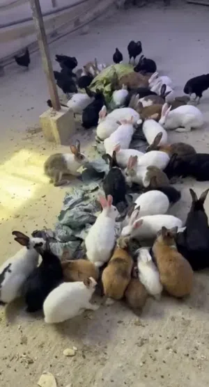 ارانب عمانيات منتجات في عشار نظاف خاليات من الامراض عمر 9 شهور يوجد توصيل وقابل لتفاوض