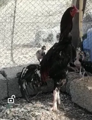 طيور متنوعه وأعمار متفاوته وأسعار سهله