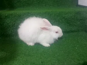 ارنب امريكي ابيض شعر كثيف