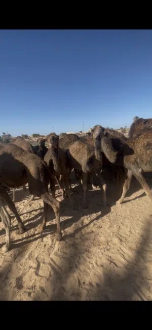 قعود لبيع المكان العجيلات