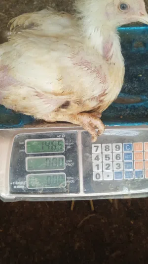 دجاج لاحم حى