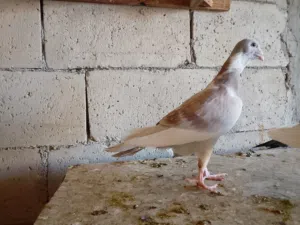 فراخ بلق للبيع