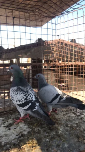 حقم البيع مستويات