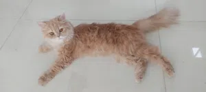 قطة شيرازيه مميزة فارسيه أثنى