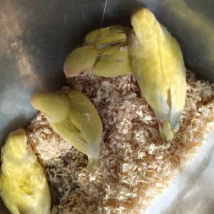 طيور روز اينو لاتينو