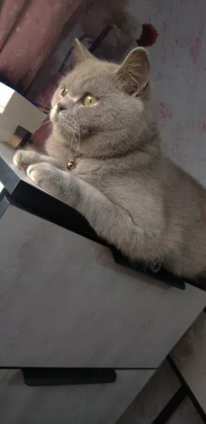 قط Scottish Straight