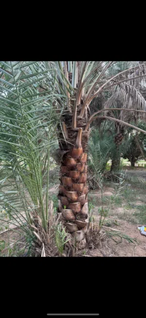 ابحث عن نخيل للشراء