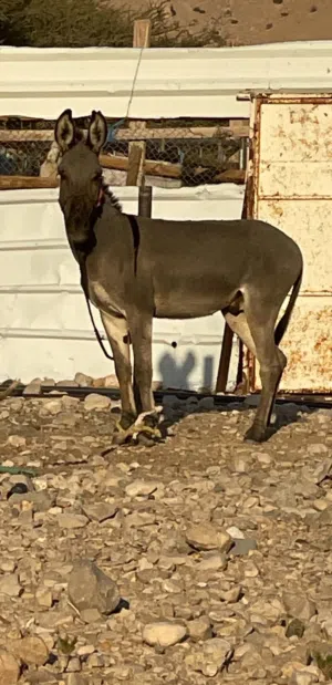 للبيع حمار.