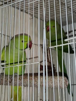 زوج دره مال محميه للبيع السعر 200