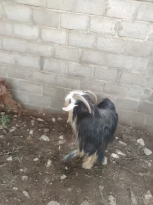 جدي عماني للبيع