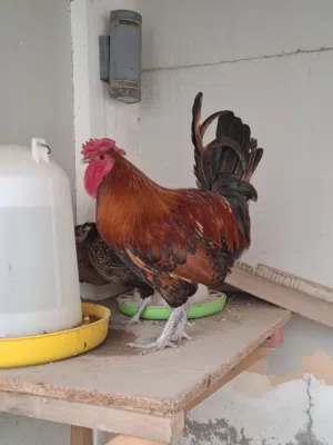 2 Roosters For sale