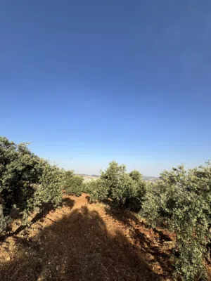 Farm Land for Sale in Jerash Soof
